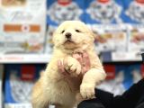 Dev Alabai Cao Orta Asya Çoban Köpeği Yavrularımız