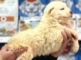 Dev Alabai Cao Orta Asya Çoban Köpeği Yavrularımız
