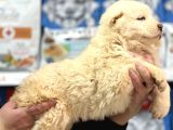 Dev Alabai Cao Orta Asya Çoban Köpeği Yavrularımız