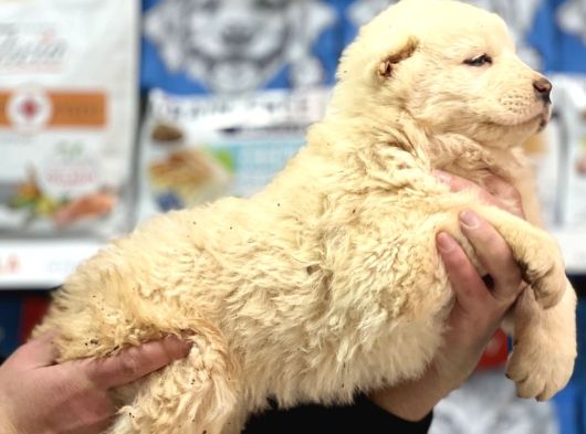Dev Alabai Cao Orta Asya Çoban Köpeği Yavrularımız görsel