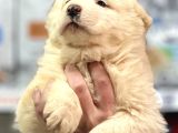 Dev Alabai Cao Orta Asya Çoban Köpeği Yavrularımız