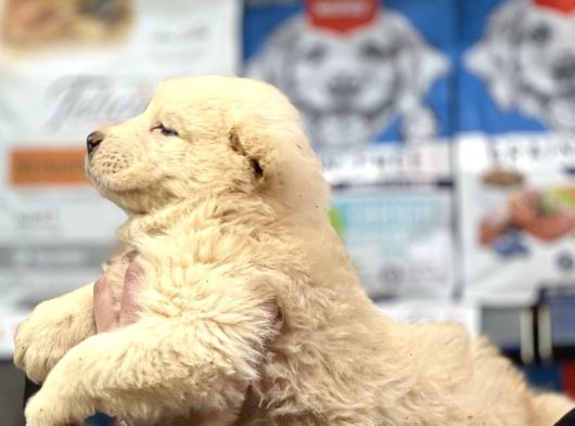 Dev Alabai Cao Orta Asya Çoban Köpeği Yavrularımız görsel