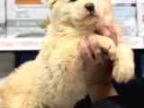 Dev Alabai Cao Orta Asya Çoban Köpeği Yavrularımız