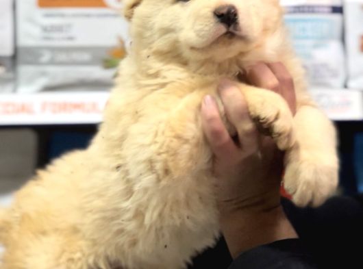 Dev Alabai Cao Orta Asya Çoban Köpeği Yavrularımız görsel