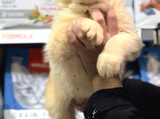 Dev Alabai Cao Orta Asya Çoban Köpeği Yavrularımız görsel