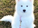 Irk Ve Sağlık Garantili Samoyed Bebekler