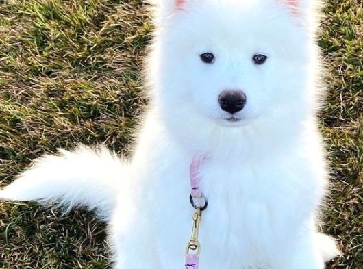 Irk Ve Sağlık Garantili Samoyed Bebekler görsel