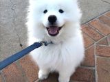 Irk Ve Sağlık Garantili Samoyed Bebekler