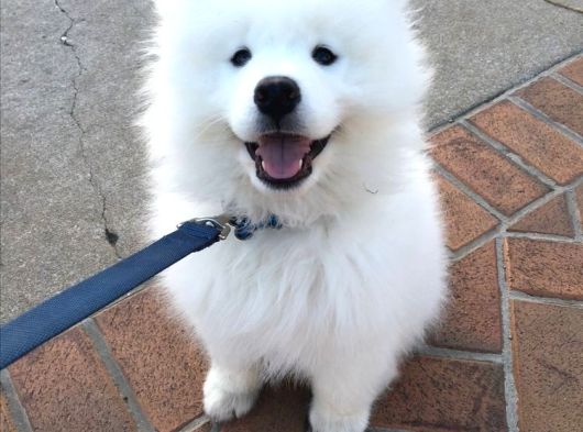 Irk Ve Sağlık Garantili Samoyed Bebekler görsel