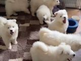 Irk Ve Sağlık Garantili Samoyed Bebekler