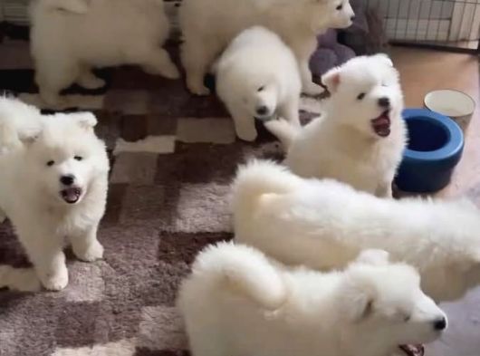 Irk Ve Sağlık Garantili Samoyed Bebekler görsel