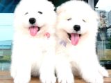 Irk Ve Sağlık Garantili Samoyed Bebekler