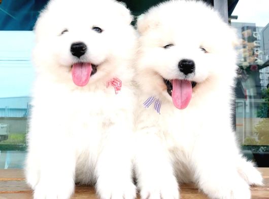 Irk Ve Sağlık Garantili Samoyed Bebekler görsel