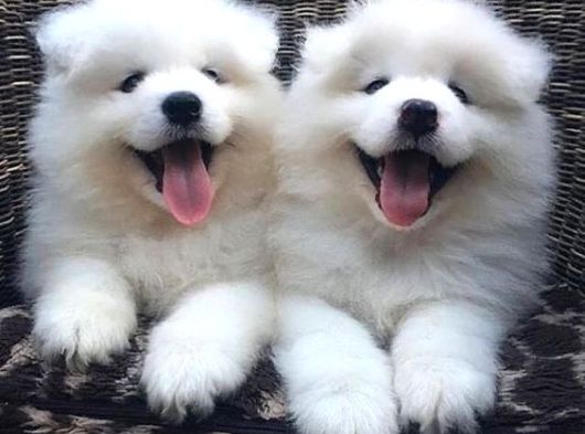 Irk ve sağlık garantili samoyed bebekler