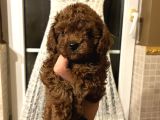 Tr Nin En Koyu Toy Poodle Yavrusu