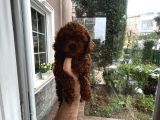 Tr Nin En Koyu Toy Poodle Yavrusu