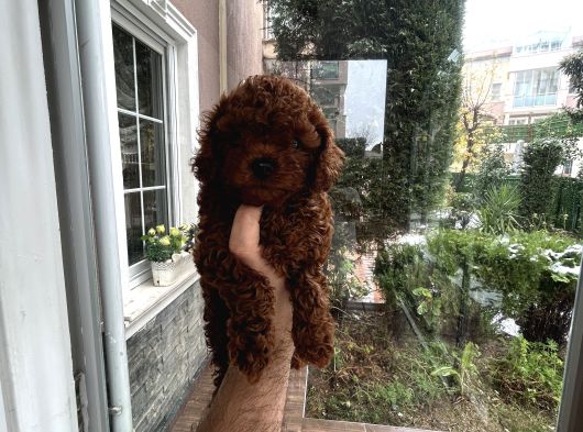 Tr Nin En Koyu Toy Poodle Yavrusu görsel