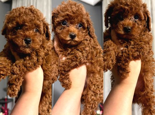 Orjınal Toy Poodle Çocuklar görsel