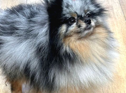 Merle Oğlumuz Efsane Renk Nadir Bulunan Pomerian Boo