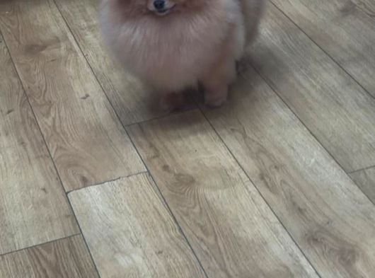 Tüy Yumağı Lola görsel