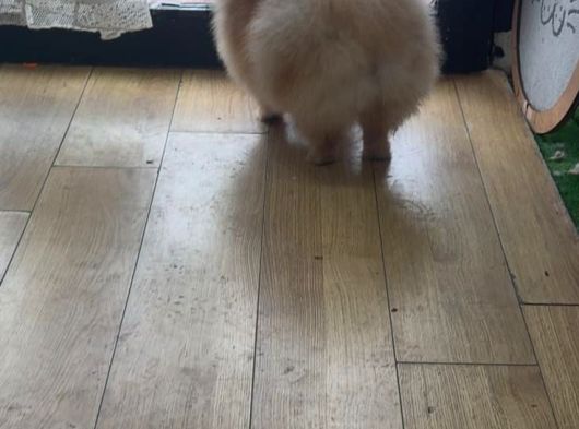 Tüy Yumağı Lola görsel