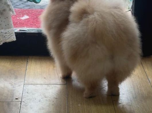 Tüy Yumağı Lola görsel
