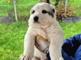 Dev Alabai Cao Orta Asya Çoban Köpeği Yavrularımız