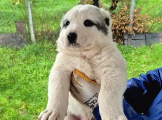 Dev Alabai Cao Orta Asya Çoban Köpeği Yavrularımız görsel