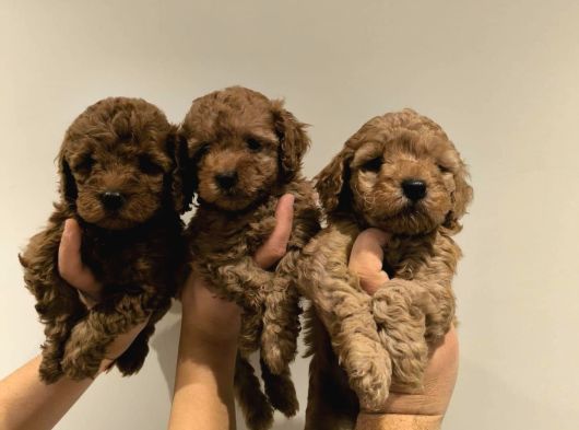 Veteriner Kontrollü Toy Poodle Yavrularımız