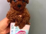 Miniciiiiikkkk Aşırıı Tatlıı Poodle