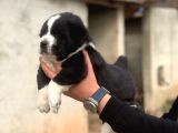 Dev Alabai Cao Orta Asya Çoban Köpeği Yavrularımız