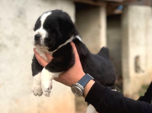 Dev Alabai Cao Orta Asya Çoban Köpeği Yavrularımız görsel