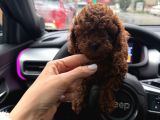 Tr nin en koyu toy poodle yavrusu
