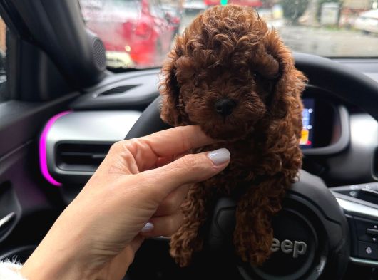 Tr Nin En Koyu Toy Poodle Yavrusu