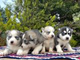 Mavi Gözlü Mükemmel Husky Sibirya Kurdu Yavrular