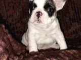 ANATOMİ HARİKASI FRANSIZ BULLDOG YAVRULARIMIZ