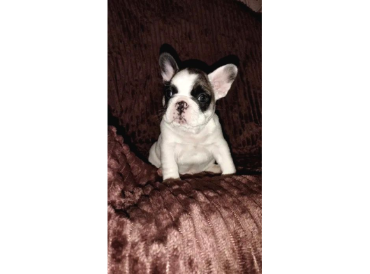 Anatomi̇ Hari̇kasi Fransiz Bulldog Yavrularimiz