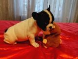 Anatomi̇ Hari̇kasi Fransiz Bulldog Yavrularimiz