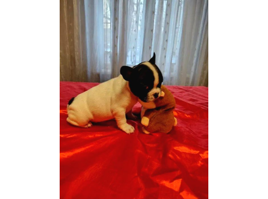 Anatomi̇ Hari̇kasi Fransiz Bulldog Yavrularimiz görsel