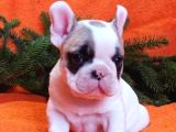 Anatomi̇ Hari̇kasi Fransiz Bulldog Yavrularimiz
