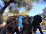 Süper Cane Corso Yavrular