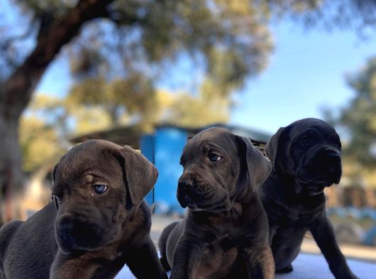 Süper Cane Corso Yavrular görsel
