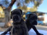 Süper Cane Corso Yavrular