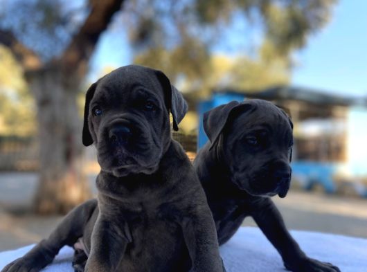 Süper Cane Corso Yavrular görsel