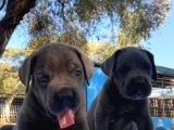 Süper Cane Corso Yavrular