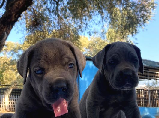 Süper Cane Corso Yavrular görsel