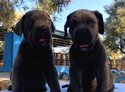 Süper Cane Corso Yavrular