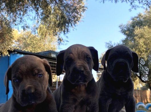 Süper Cane Corso Yavrular görsel