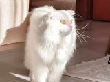 Erkek Scottish Fold Long Hair Beyaz