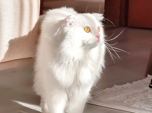 Erkek Scottish Fold Long Hair Beyaz görsel